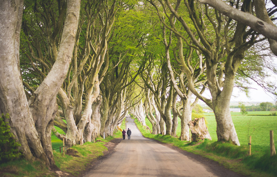 Dark Hedges, County Antrim (Image: Valerie Hinojosa, under Creative Commons)