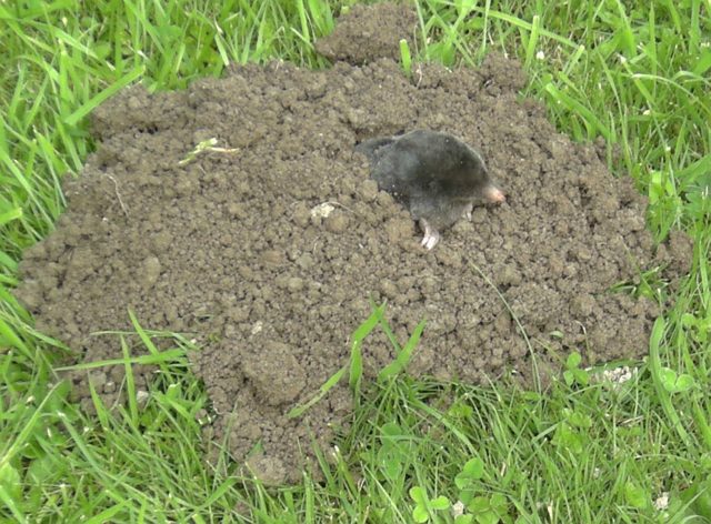 A mole emerging from molehill (image by Stefan Didam and licensed for reuse under Creative Commons)