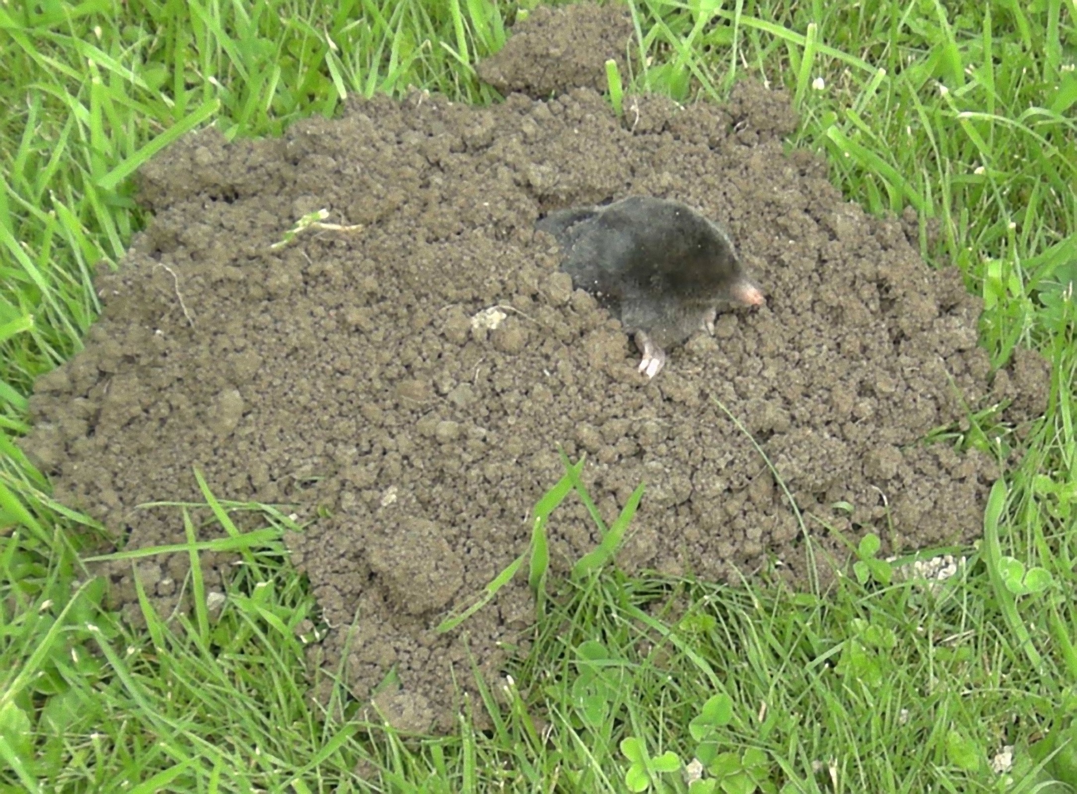 A mole emerging from molehill (image by Stefan Didam and licensed for reuse under Creative Commons)