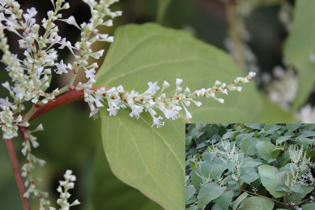 Image of Japanese Knotweed