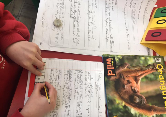 A primary school pupil working on the topic of rainforests as part of the World Around Us