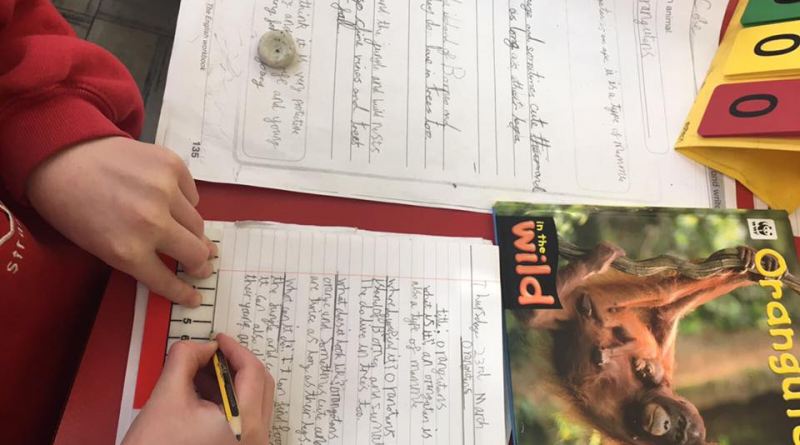 A primary school pupil working on the topic of rainforests as part of the World Around Us