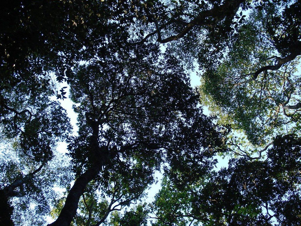 An image showing a tree canopy from beneath