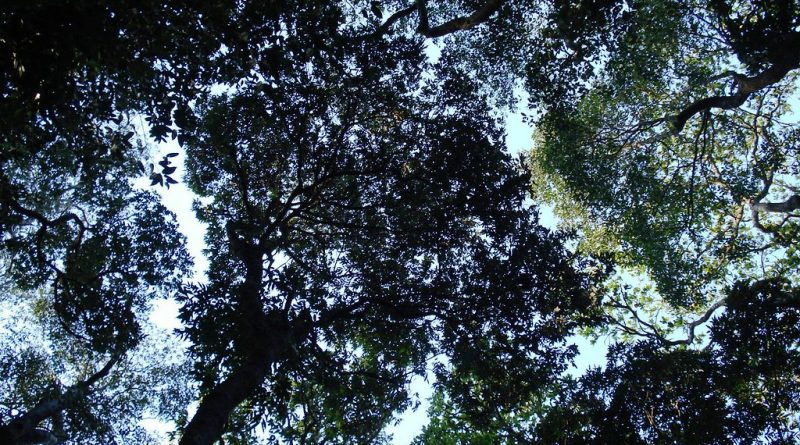 An image showing a tree canopy from beneath