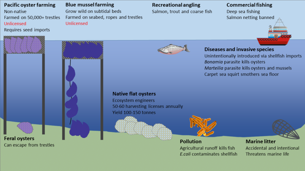 An infographic showing the drivers, activities, pressures, environmental state, social impacts and responses in Lough Foyle