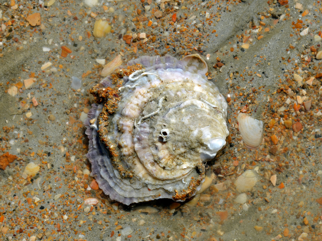 An image showing an Ostrea edulis shell (the native flat oyster)