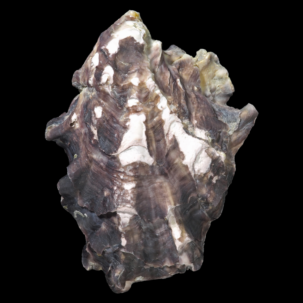 An image showing a Pacific oyster (Magallana gigas)