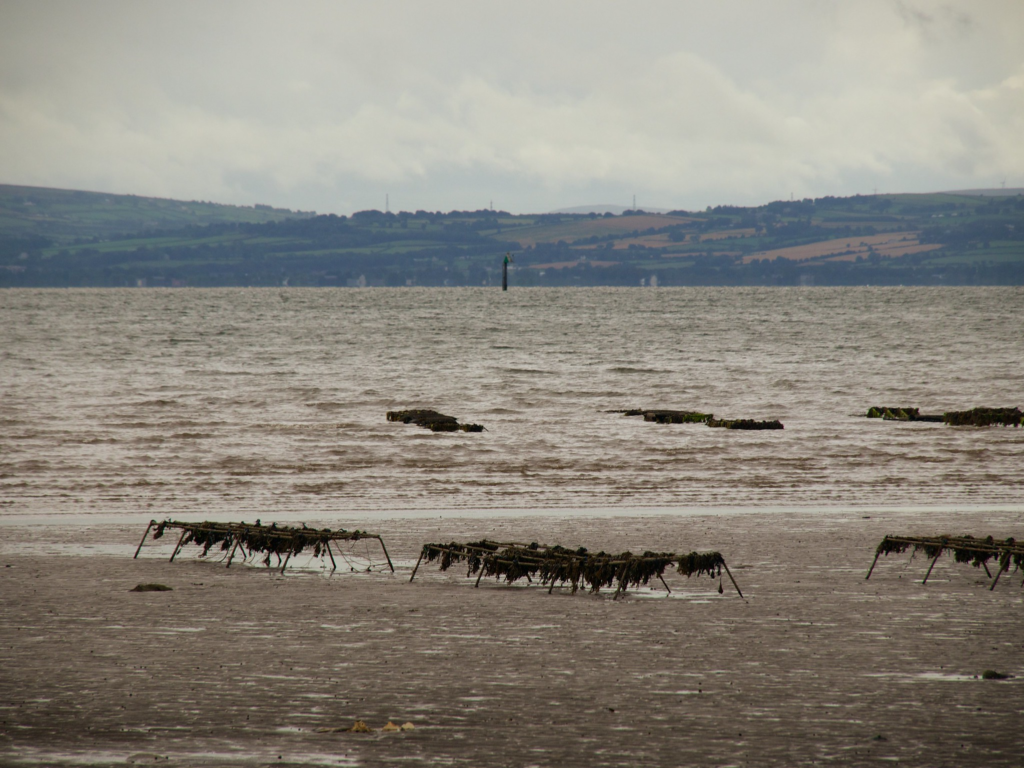 An image showing a few of the oyster trestles in Lough Foyle
