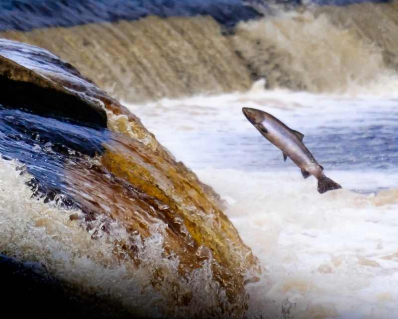 An image showing an Atlantic salmon (Salmo salar) returning to spawning grounds