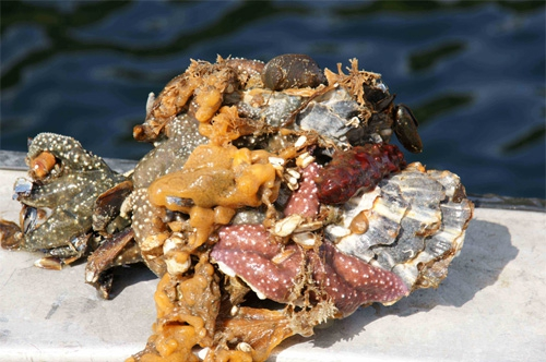 An image showing an invasive carpet sea squirt (Didemnum vexillum) (yellow) growing on a farmed oyster