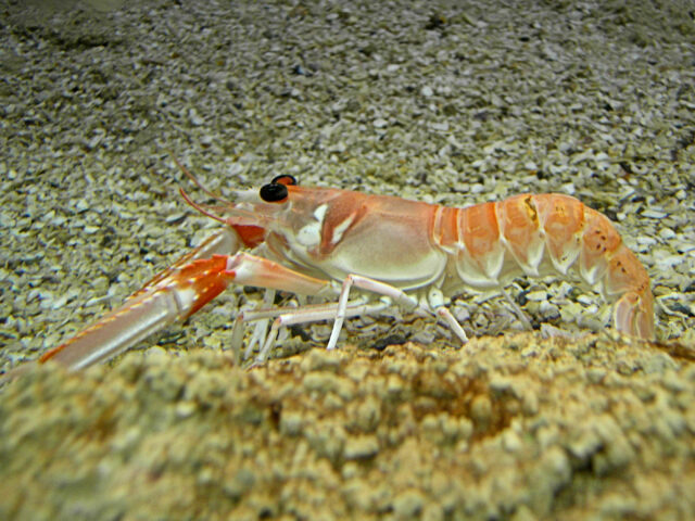 A photograph showing Nephrops on the seabed