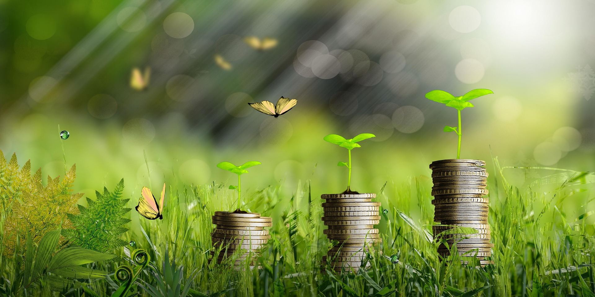 A picture showing piles of coins with small green plants growing out of each. Butterlies flutter in the background and lush green plants make up the foreground.